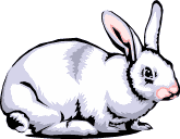 Rabbit003a.GIF (3865 bytes)