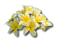 celadine.gif (12872 bytes)