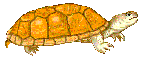 desert-turtle.gif (10089 bytes)