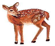 fawn.gif (8425 bytes)