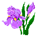 iris.gif (1123 bytes)