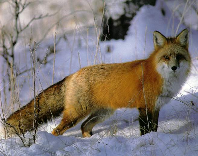 snowfox.jpg (47252 bytes)